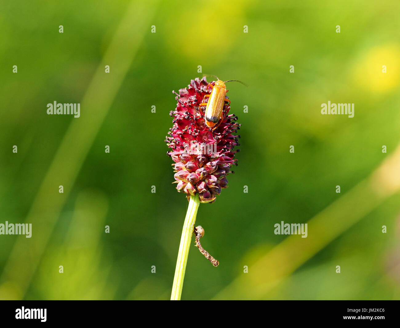 Soldier Beetle (Rhagonycha fulva) a clickbeetle of Coleoptera order on
