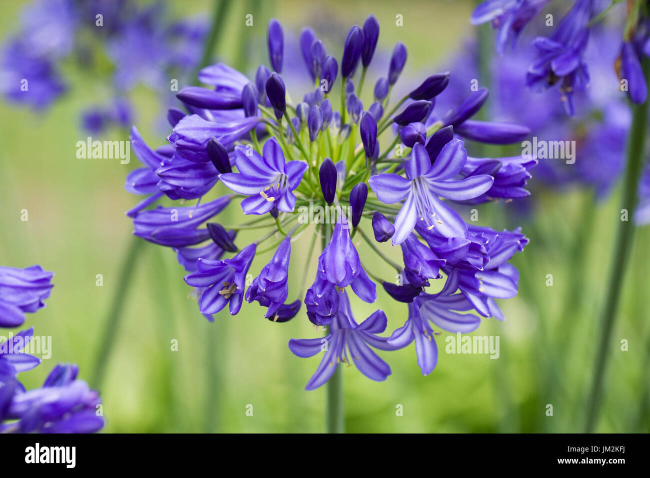 Agapanthus 'Sally Anne' flowers. Stock Photo