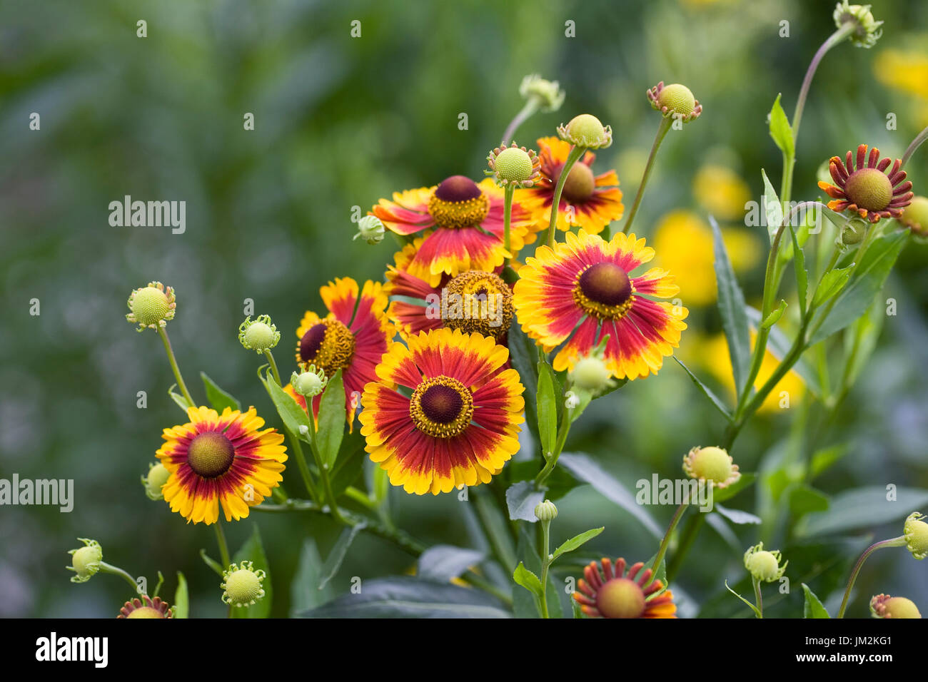 Helenium Autumnale 'Sunshine hybrids mixed' flowers. Stock Photo