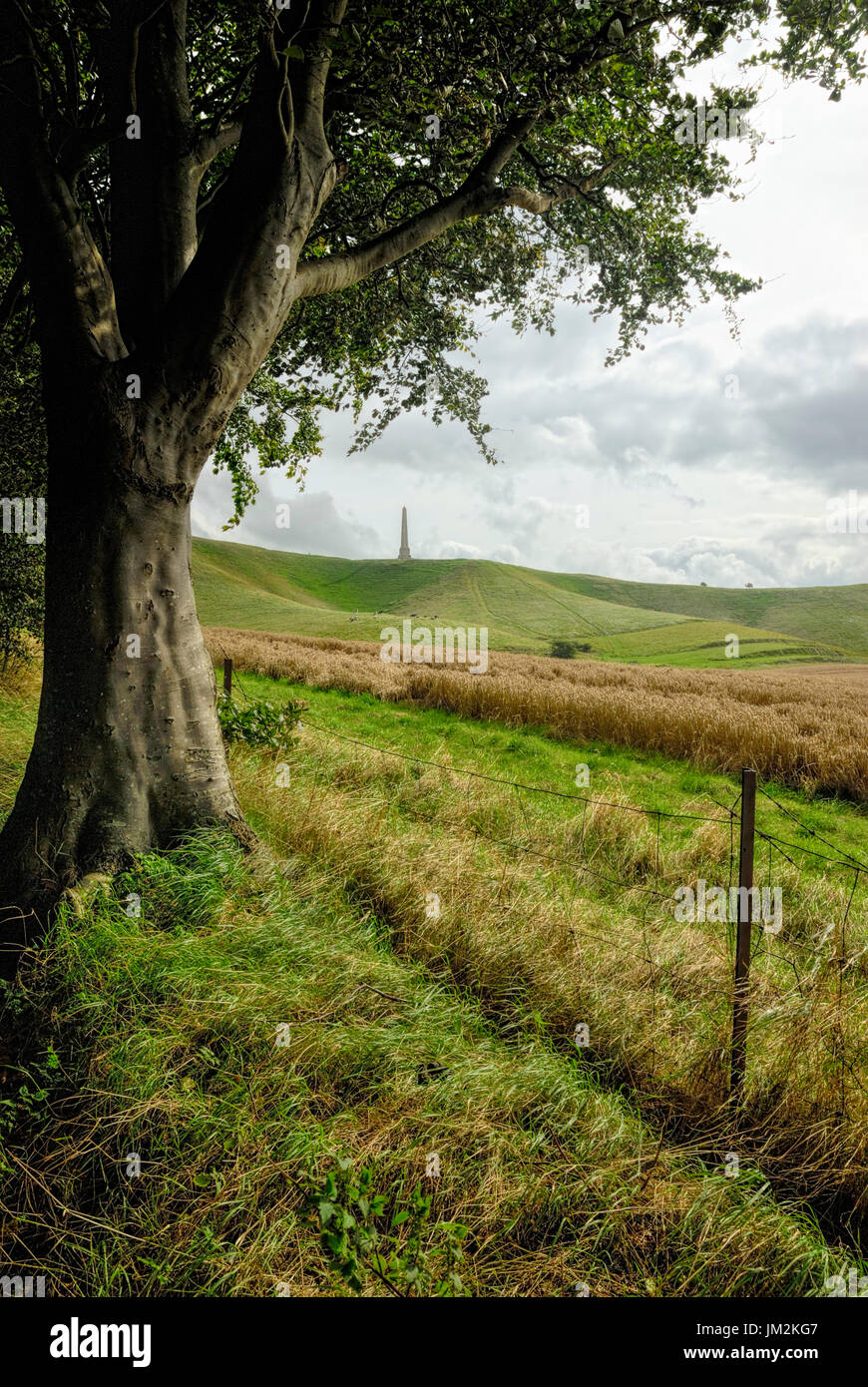 A view up to the Lansdowne monument at Cherhill in Wiltshire from a tree lined path. Stock Photo