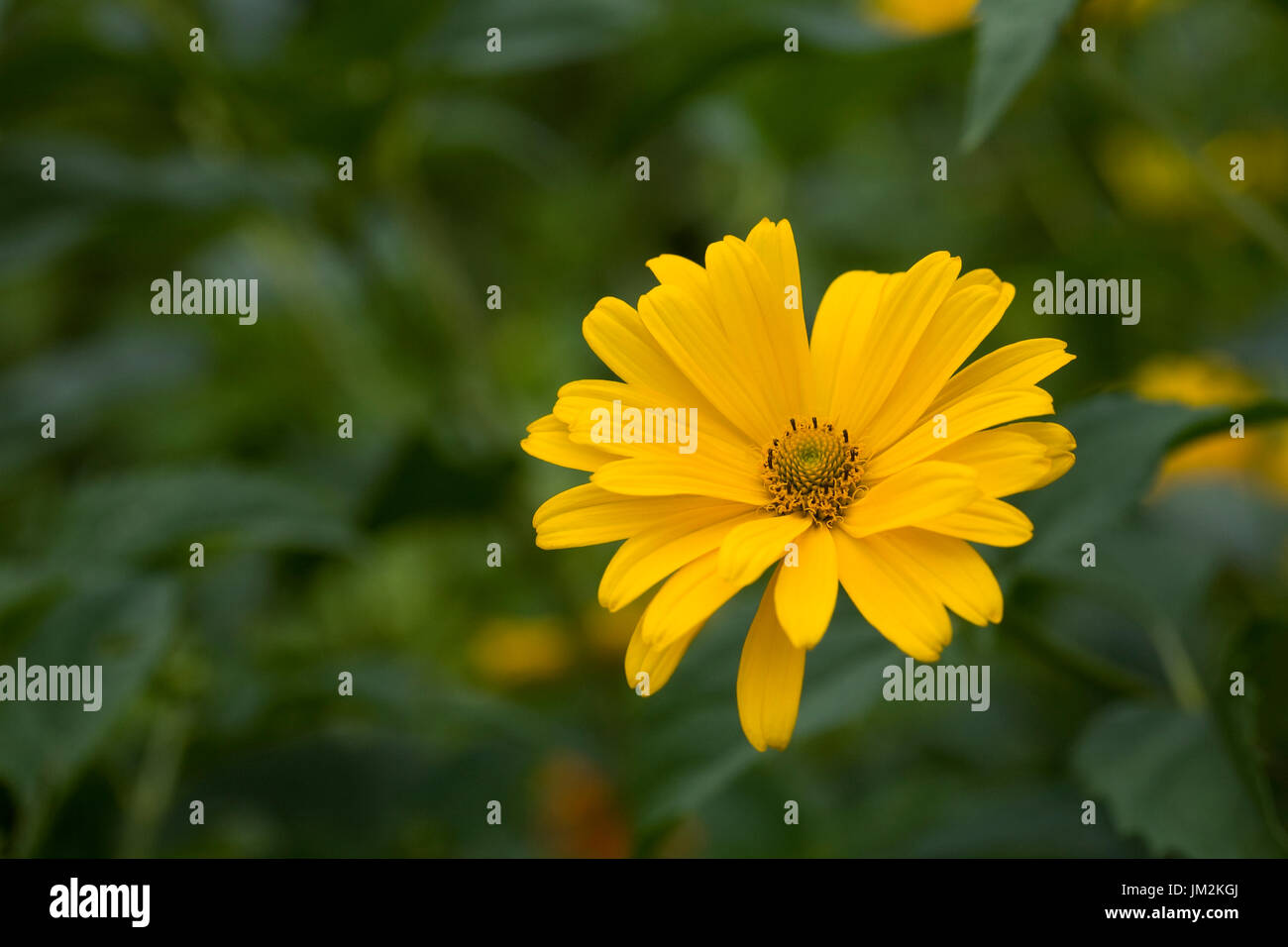 Heliopsis helianthoides var. scabra. Stock Photo