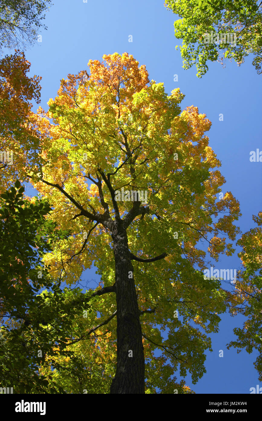 Maplewood state park hires stock photography and images Alamy