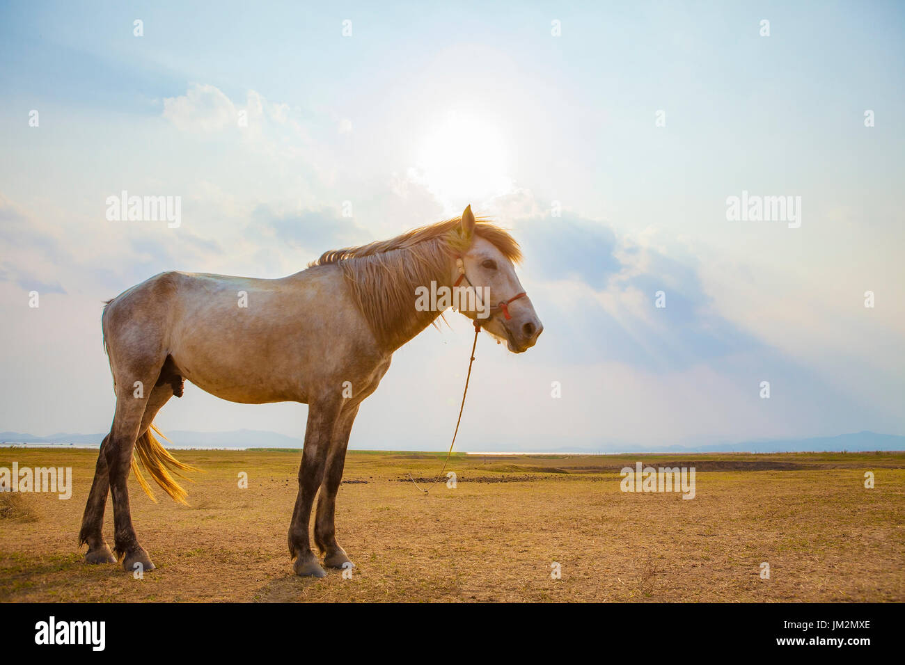 male horse in farm field against sun light sky Stock Photo - Alamy