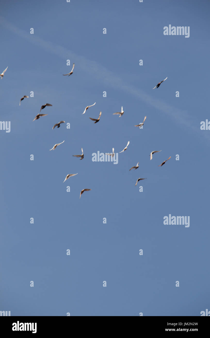 Flock of birds fly in a blue sky Stock Photo - Alamy