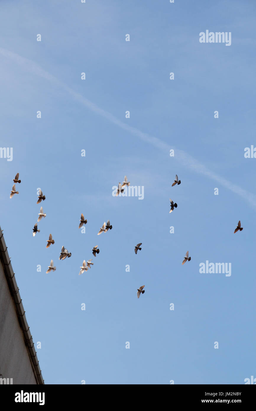 Flock of birds fly in a blue sky Stock Photo - Alamy