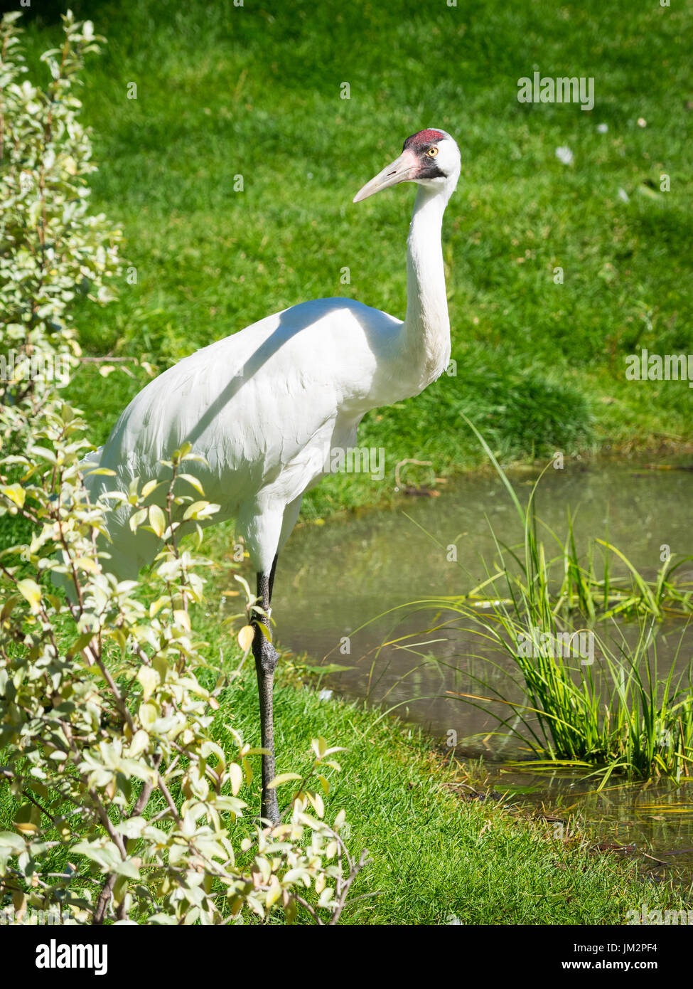 A Whooping Crane (Grus americana), in captivity, at the Calgary Zoo in Calgary, Alberta, Canada. Stock Photo