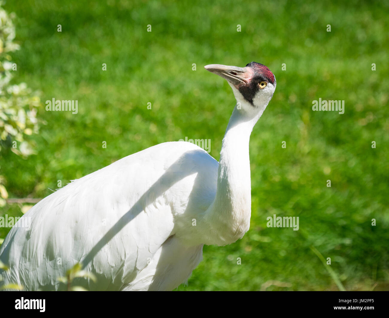 A Whooping Crane (Grus americana), in captivity, at the Calgary Zoo in Calgary, Alberta, Canada. Stock Photo