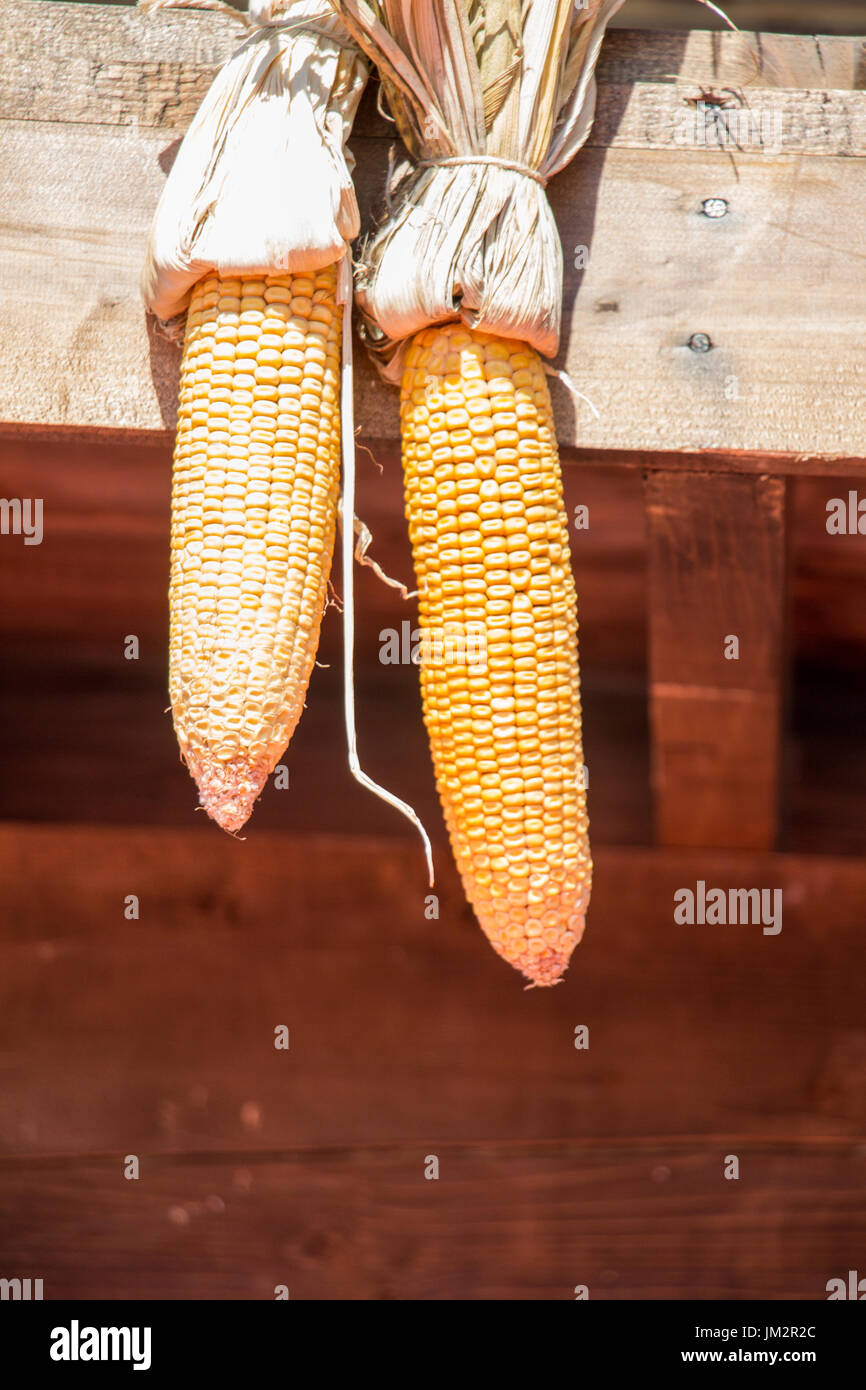 Dry corn on the cob kernels are peeled Stock Photo Alamy