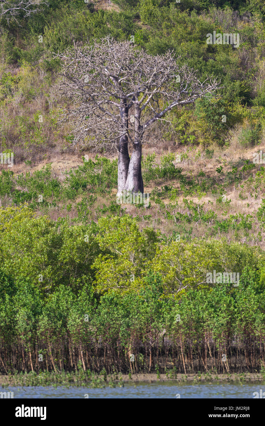 Solitary Baobab Tree Above Mangrove Trees In Kilifi Coast, Kenya Stock Photo