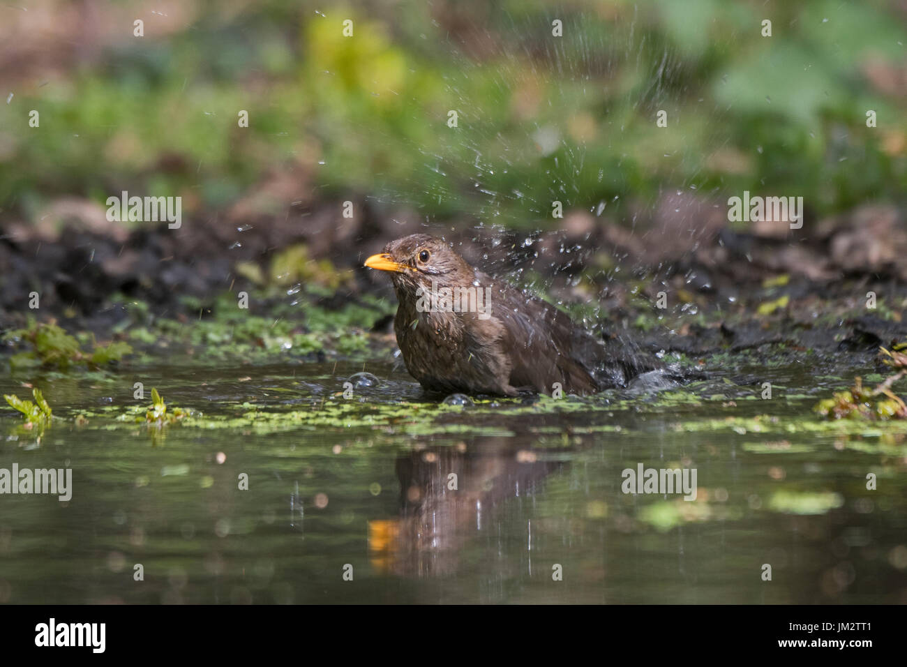 Blackbird Turdus merula female bathing in woodland pool Norfolk Stock Photo
