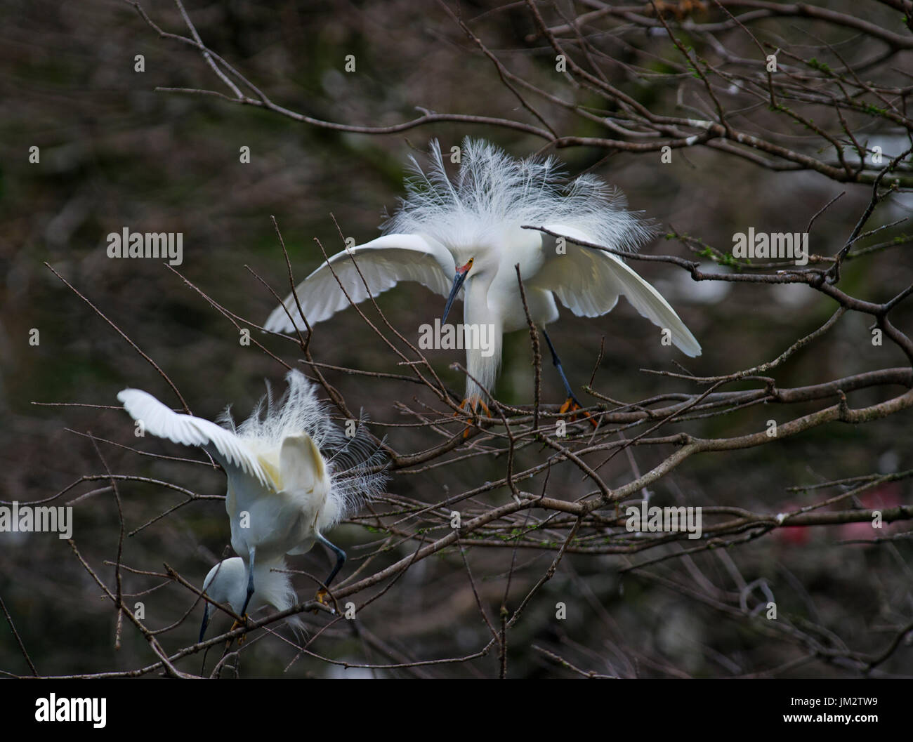 Snowy Egret Egretta thula at breeding colony Florida USA Stock Photo