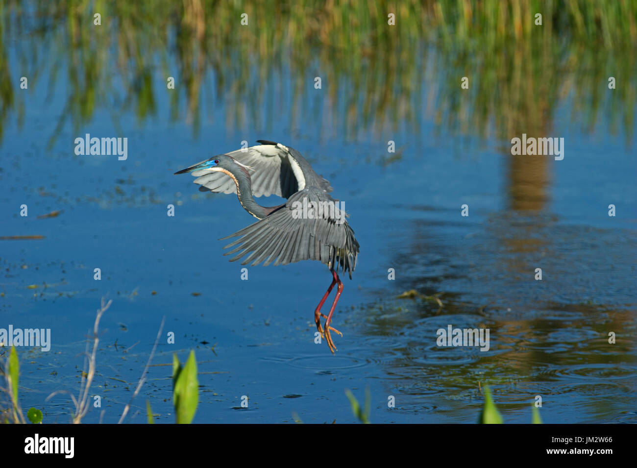 Tricolored Heron Egretta tricolor fishing over pool Viera Wetlands Florida USA Stock Photo