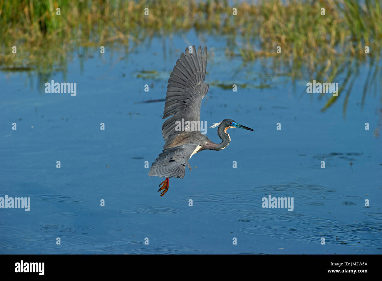 Tricolored Heron Egretta tricolor fishing over pool Viera Wetlands Florida USA Stock Photo