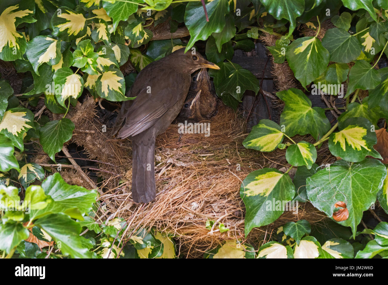 Blackbird Turdus merula female feeding 3 chicks close to fledging at nest in ivy in garden Holt Norfolk July Stock Photo