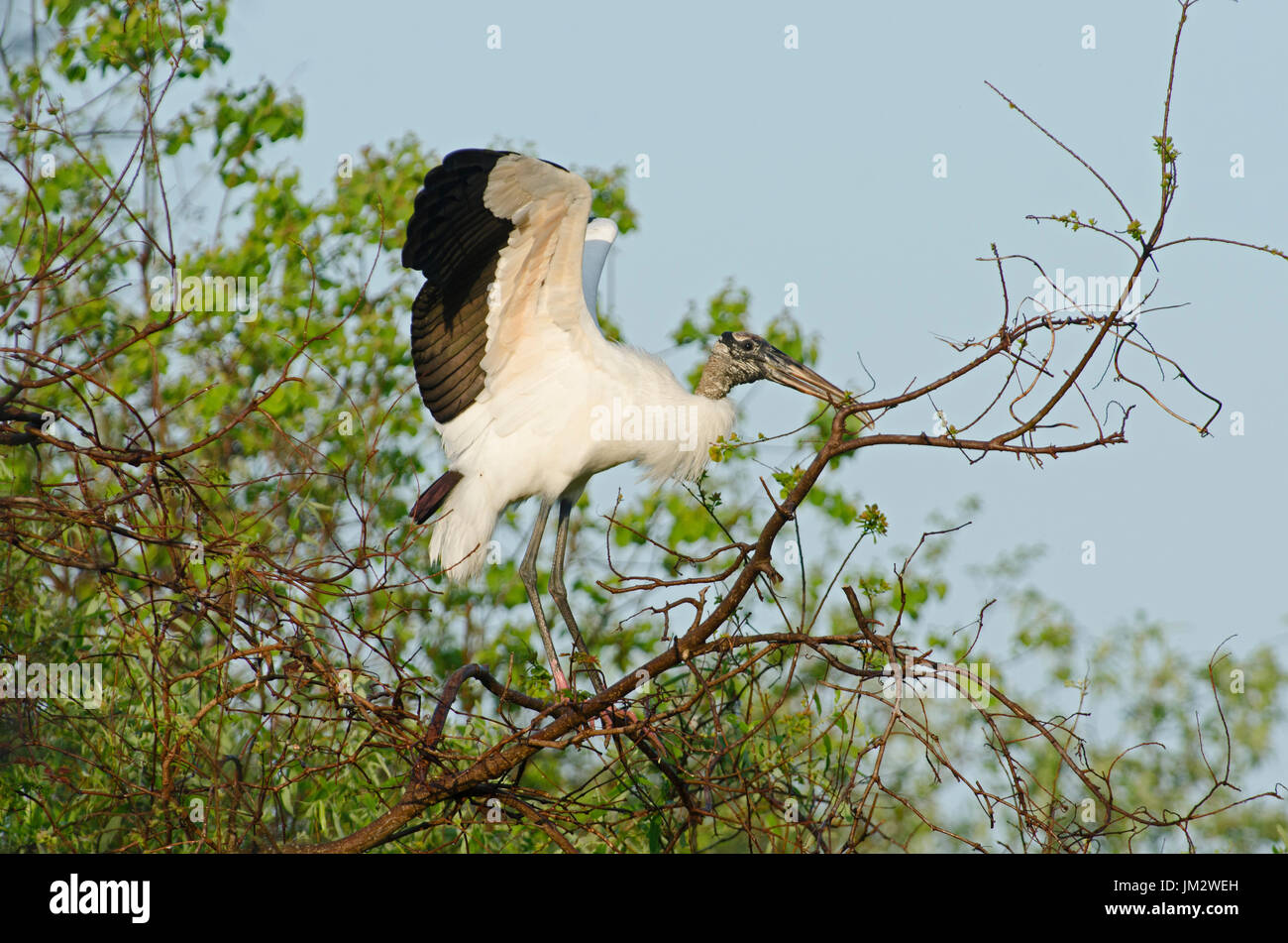 Wood Stork Mycteria americana with nest material Florida Everglades USA Stock Photo