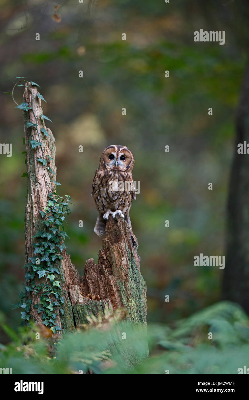 Tawny Owl  Strix aluco, Oxfordshire autumn (C) Stock Photo