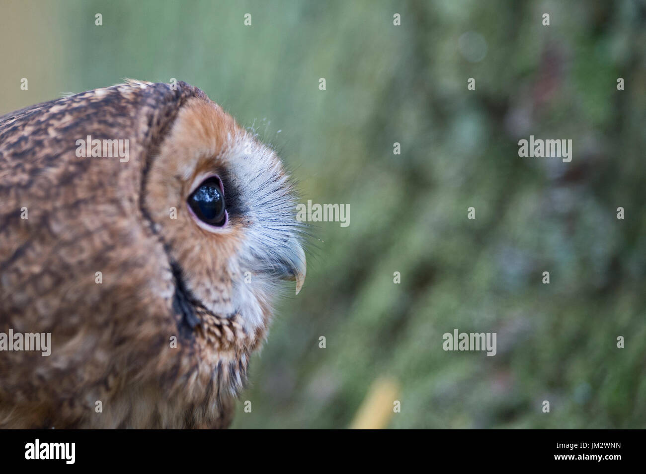 Tawny Owl  Strix aluco, Oxfordshire autumn (C) Stock Photo