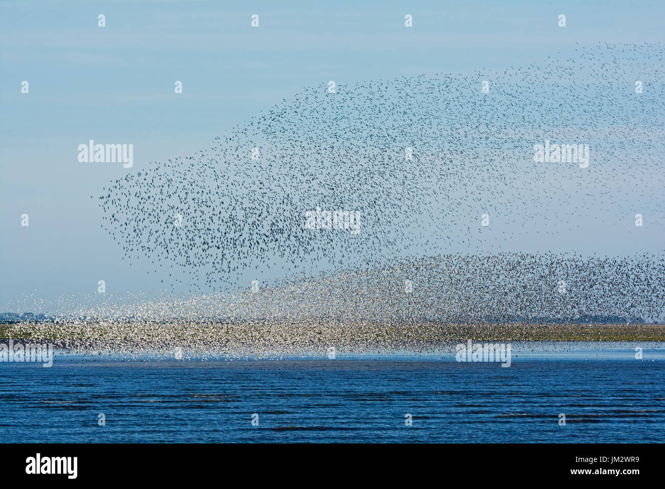 Knot Calidris canutus flock over mud reacting to hunting Peregrine Falcon, The Wash Snettisham Norfolk autumn Stock Photo