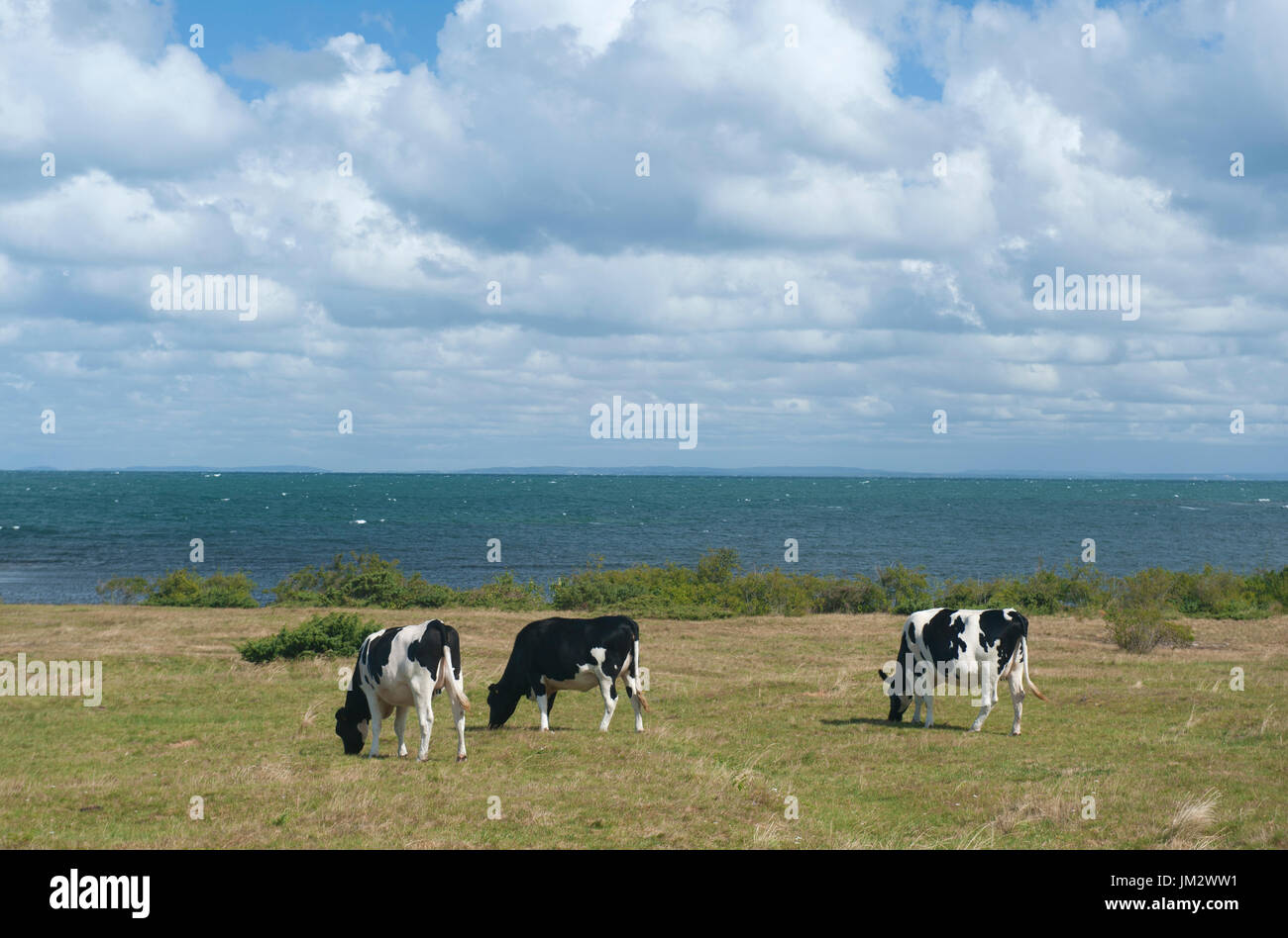 Cattle grazing by the sea, Skane, Sweden Stock Photo