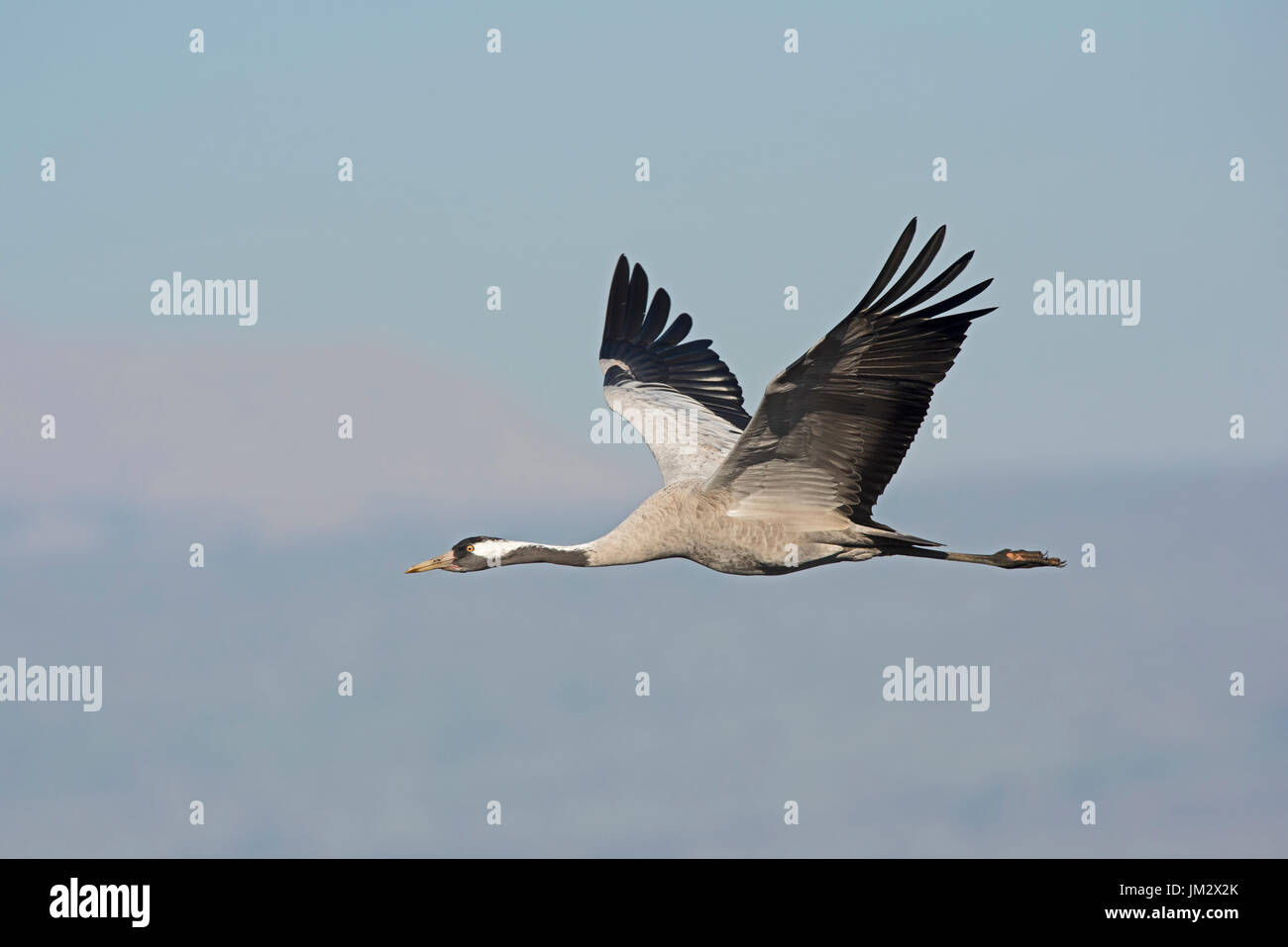 Common Crane Grus grus Hula Northern Israel winter Stock Photo