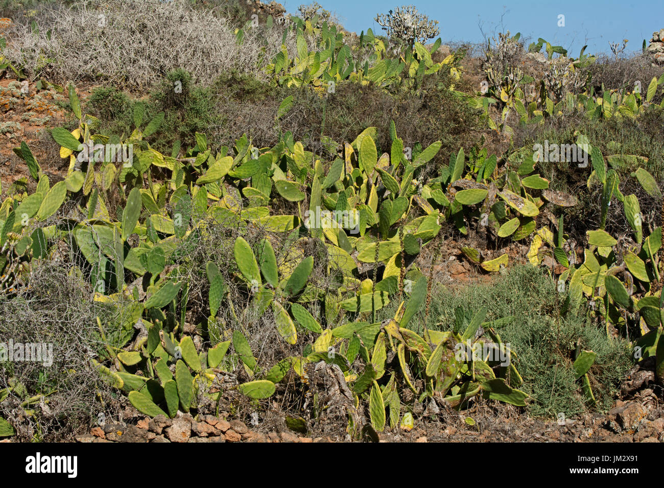 Prickly Pear sp of Cacti La Olivia Fuertuventura Canary Islands Stock Photo