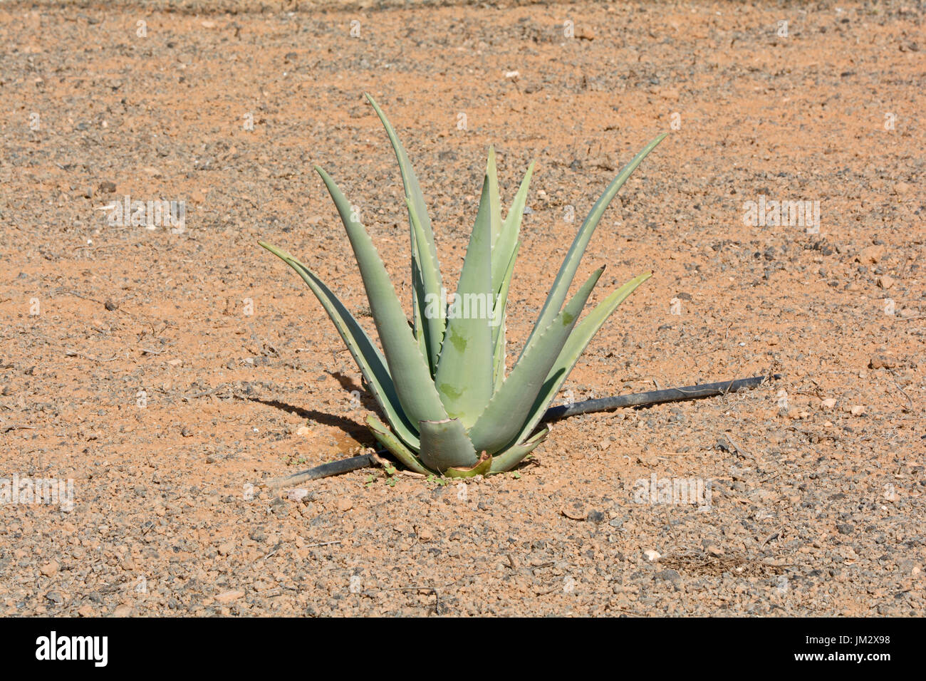 Aloe vera cultivation in Fuerteventura, Canary Islands, Spain, Europe Stock Photo