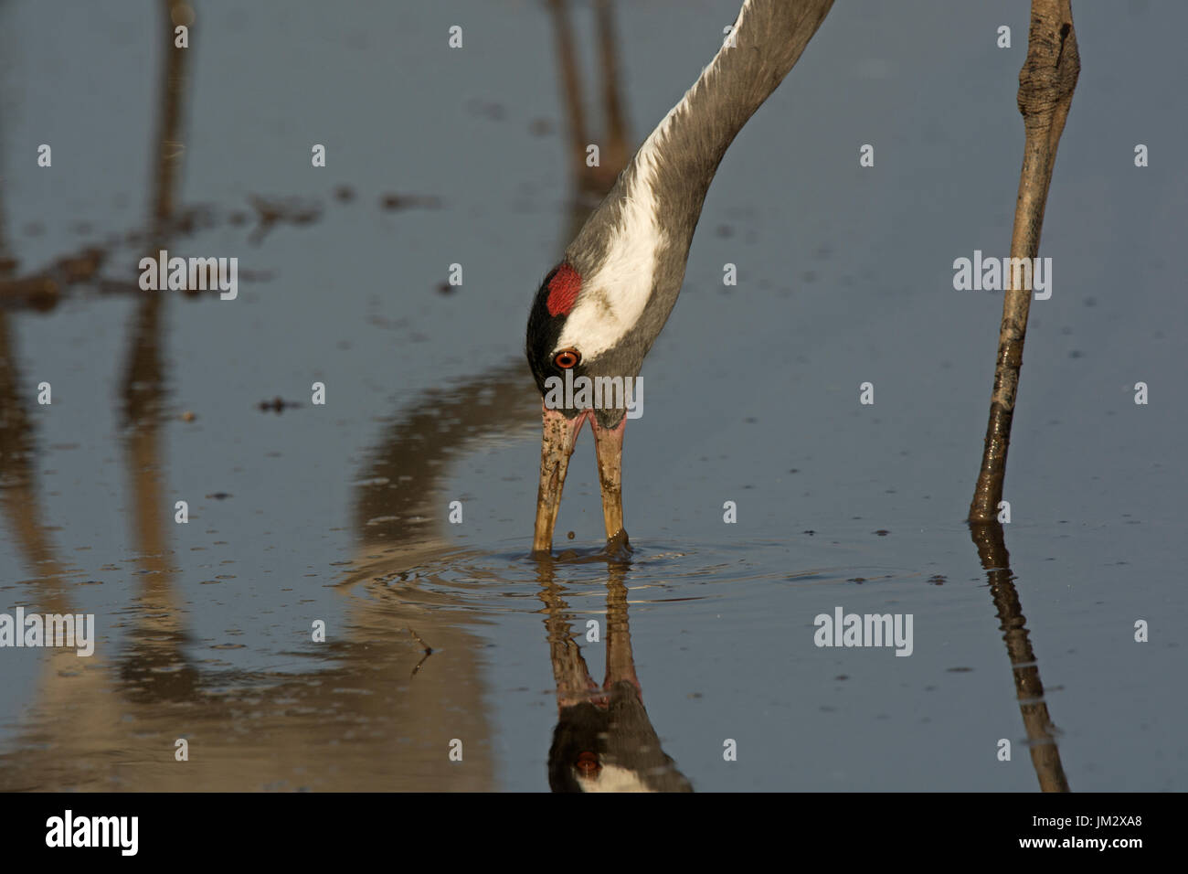 Common Crane Grus grus feeding Hula Northern Israel winter Stock Photo