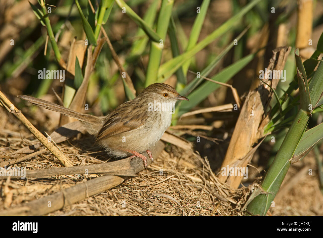 Graceful Prinia Prinia gracilis Hula Israel winter Stock Photo
