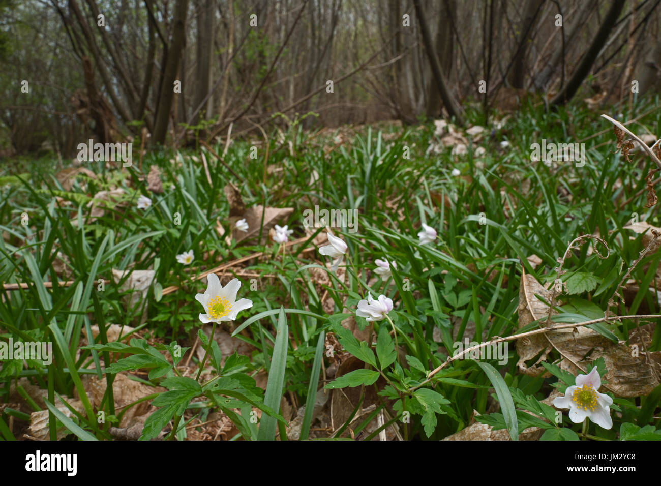 Wood Anenome Anemone nemorosa in coppiced Hazel woodland at Tudeley Woods RSPB Reserve Kent early spring Stock Photo