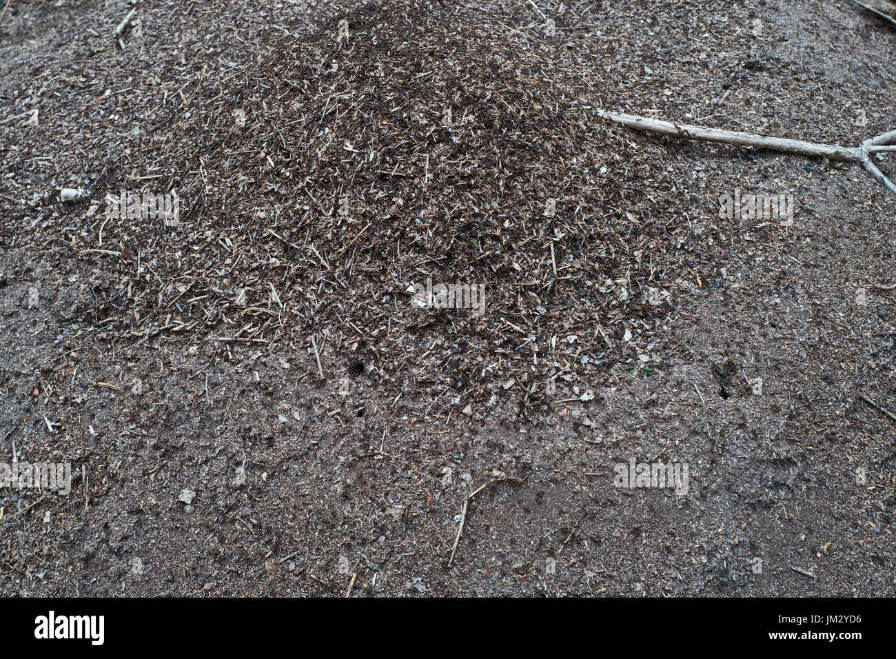 Wood Ant mound in deciduous woodland Tudeley Woods RSPB Reserve, Kent
