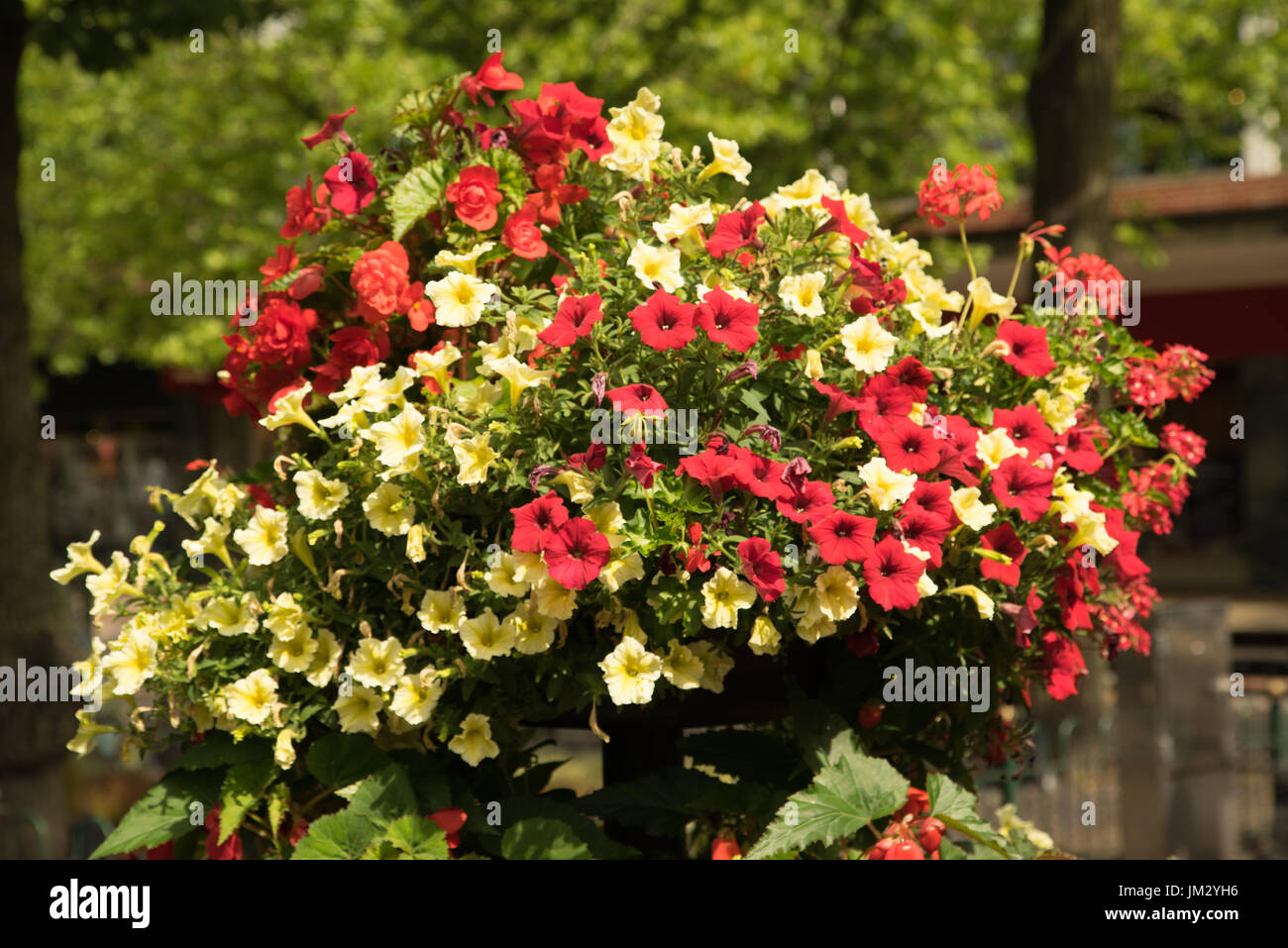 hanging basket of red and yellow trailing surfinia begonias and begonias Stock Photo
