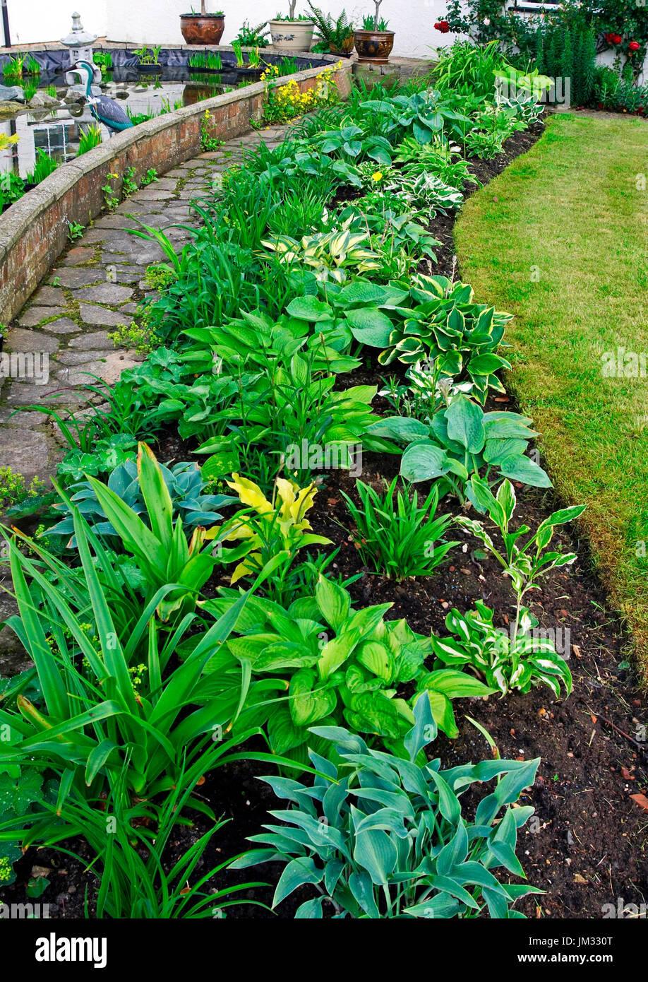 An impressive hosta border in the country cottage garden Stock Photo