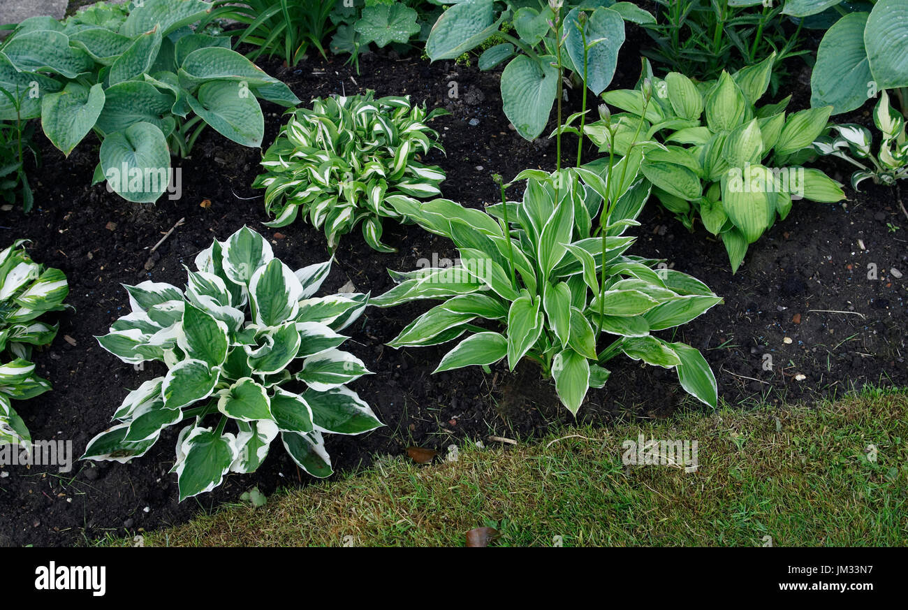 Hostas 'Patriot', fortunei 'Albopicta' and undulata in a cottage garden Stock Photo