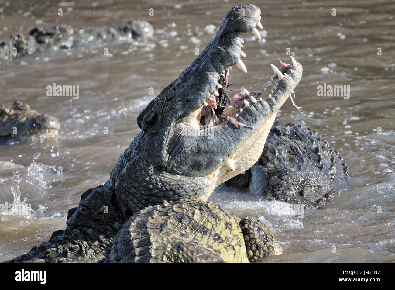 Nile Crocodiles (Crocodylus niloticus) eating, Grumeti river, Serengeti National Park, Tanzania. Stock Photo