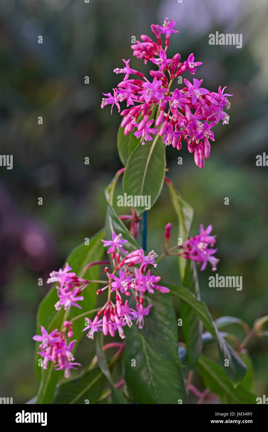 Close up view of Fuchsia arborescens Stock Photo