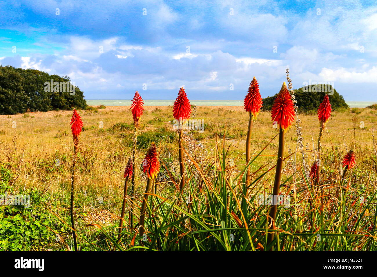 Glowing red wild flowers of Walmer Stock Photo