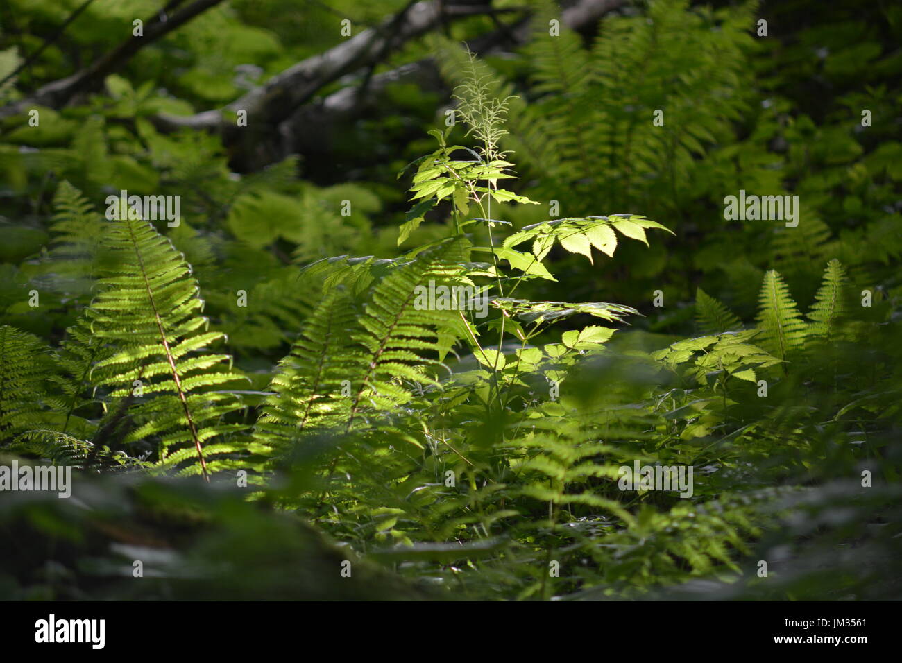 Berchtesgaden, Germany - June 8, 2017 - Beautiful fern with lights and shadows Stock Photo