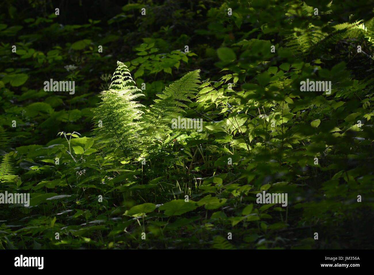 Berchtesgaden, Germany - June 8, 2017 - Beautiful fern with lights and shadows Stock Photo