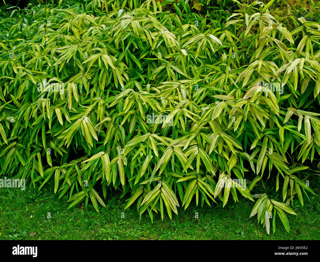 The bamboo Arundinaria auricoma in a French Country garden Stock Photo