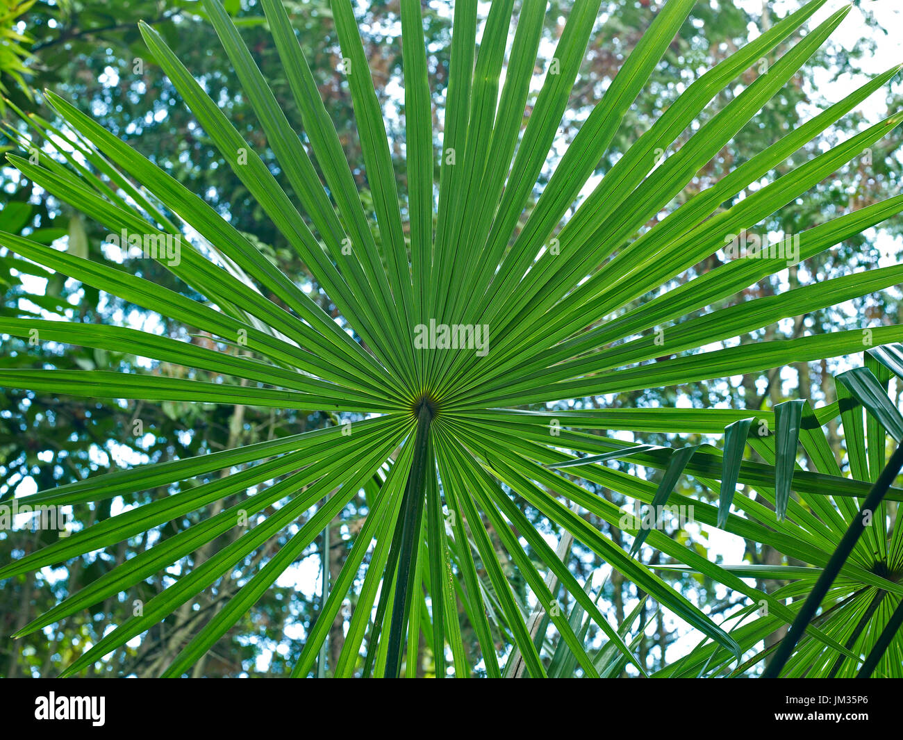 Trachycarpus fortunei leaf in detail at a French Country  House garden Stock Photo