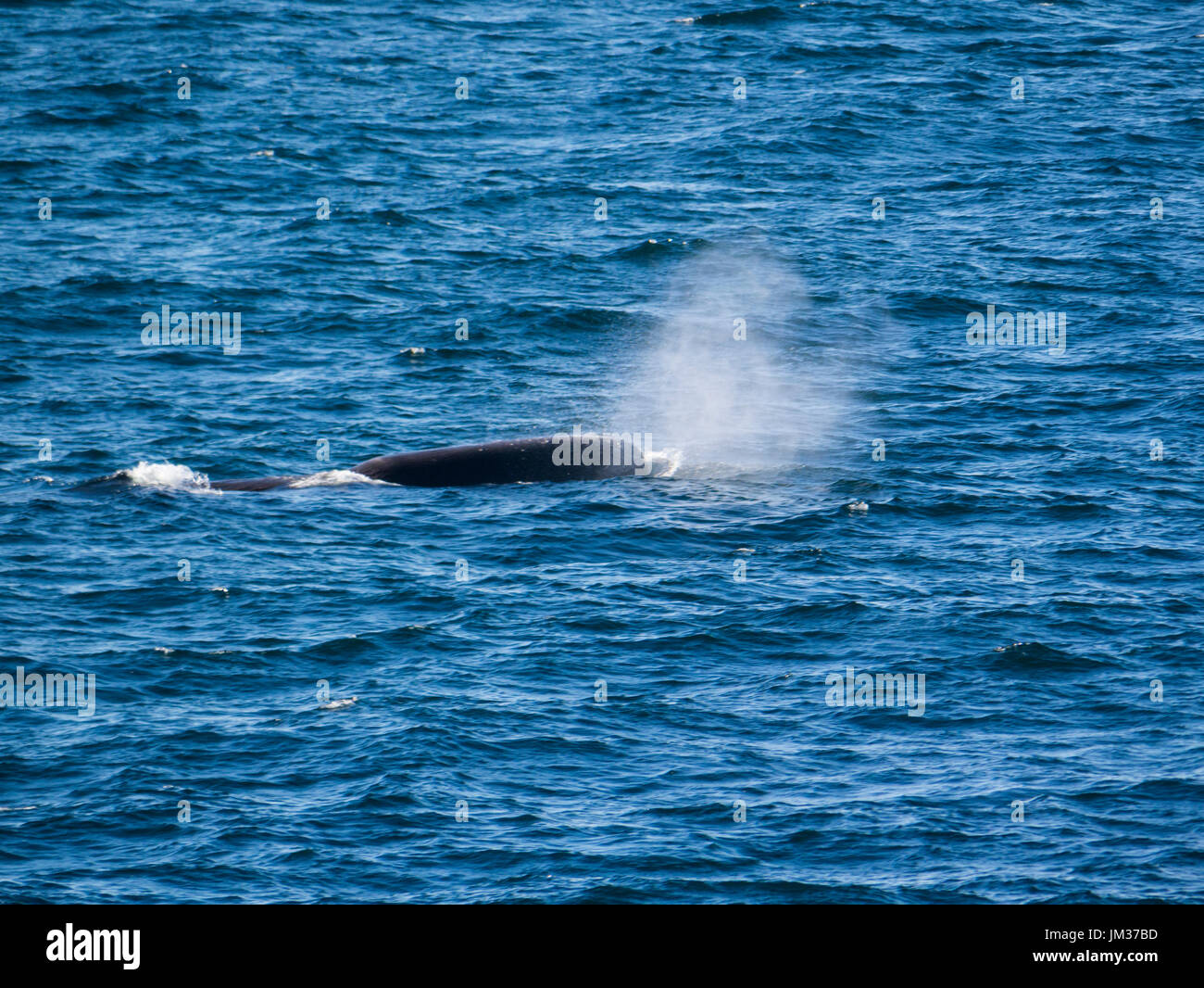 Sperm whale (Physeter macrocephalus) blowing on surface in Bleik Canyon Norwegian sea off Norways northern coast Stock Photo
