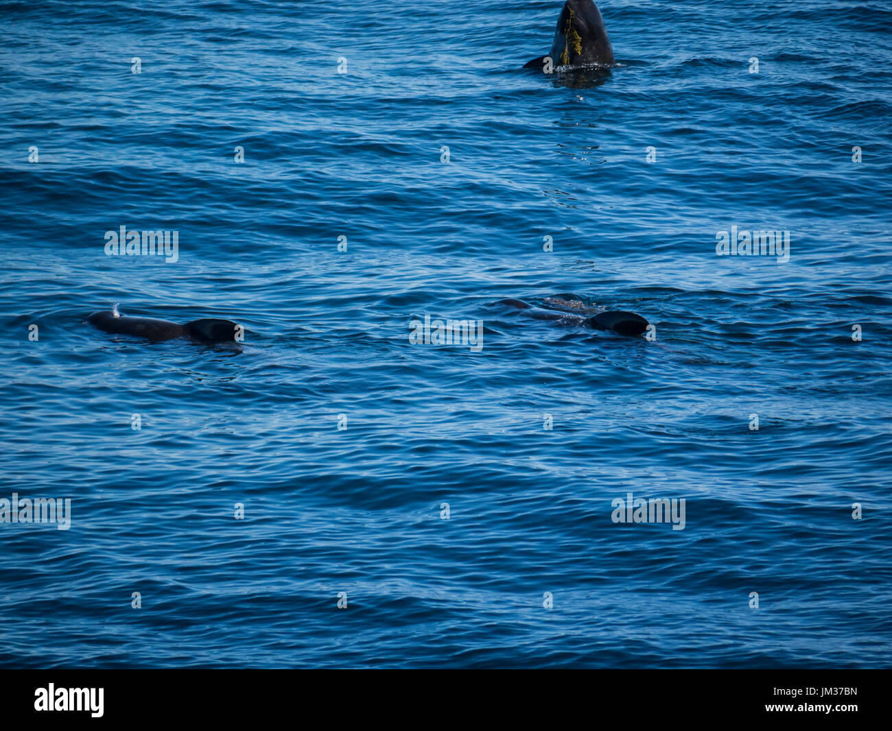 Pod long finned Pilot Whales (Globicephala melas) one out of water with seaweed in mouth Bleik Canyon Norwegian sea off Norway's North coast Stock Photo