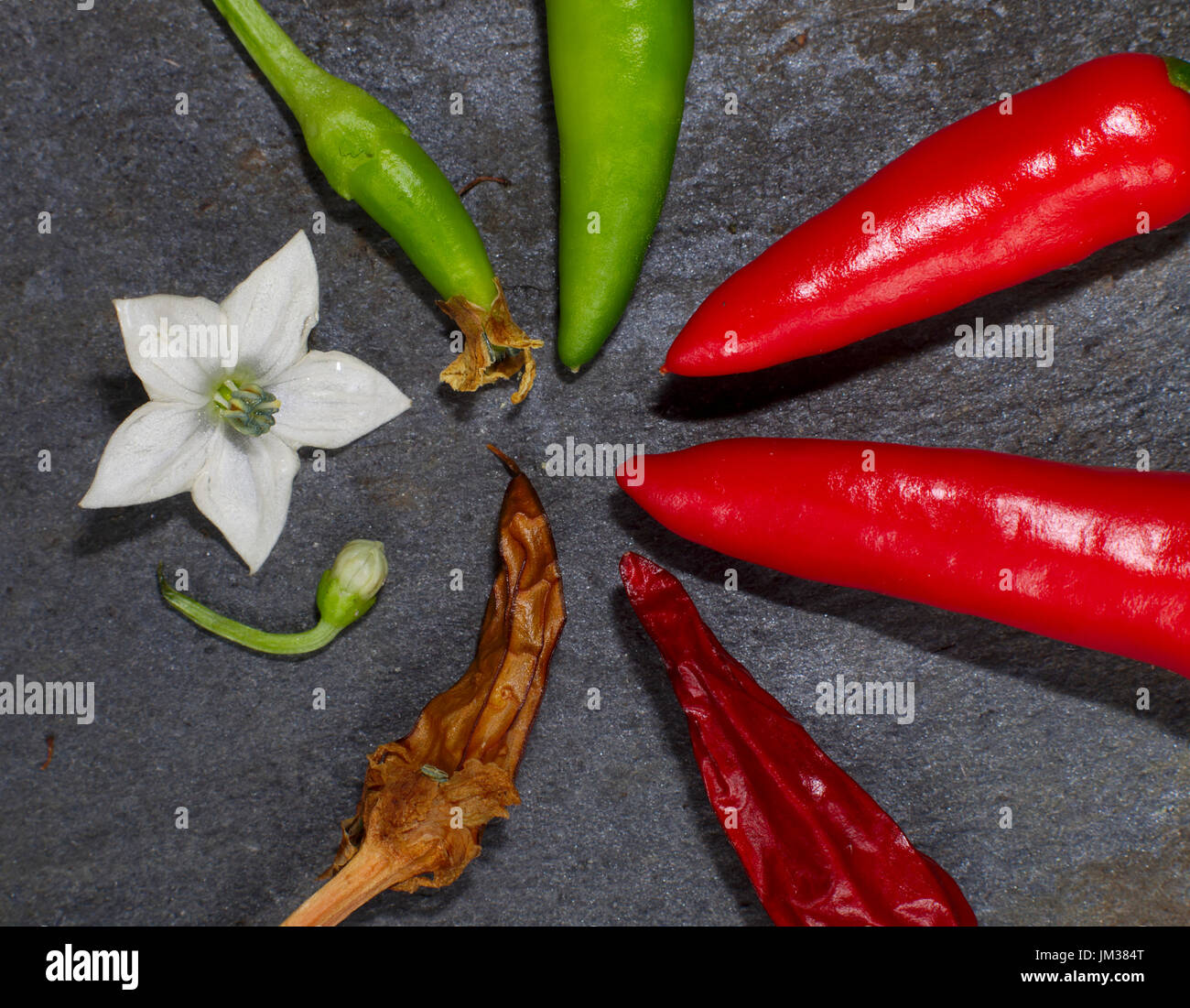 A chili flower and fruits in various stages of development from green