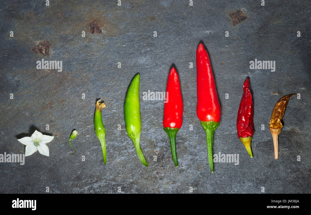 A chili flower and fruits in various stages of development from green ...