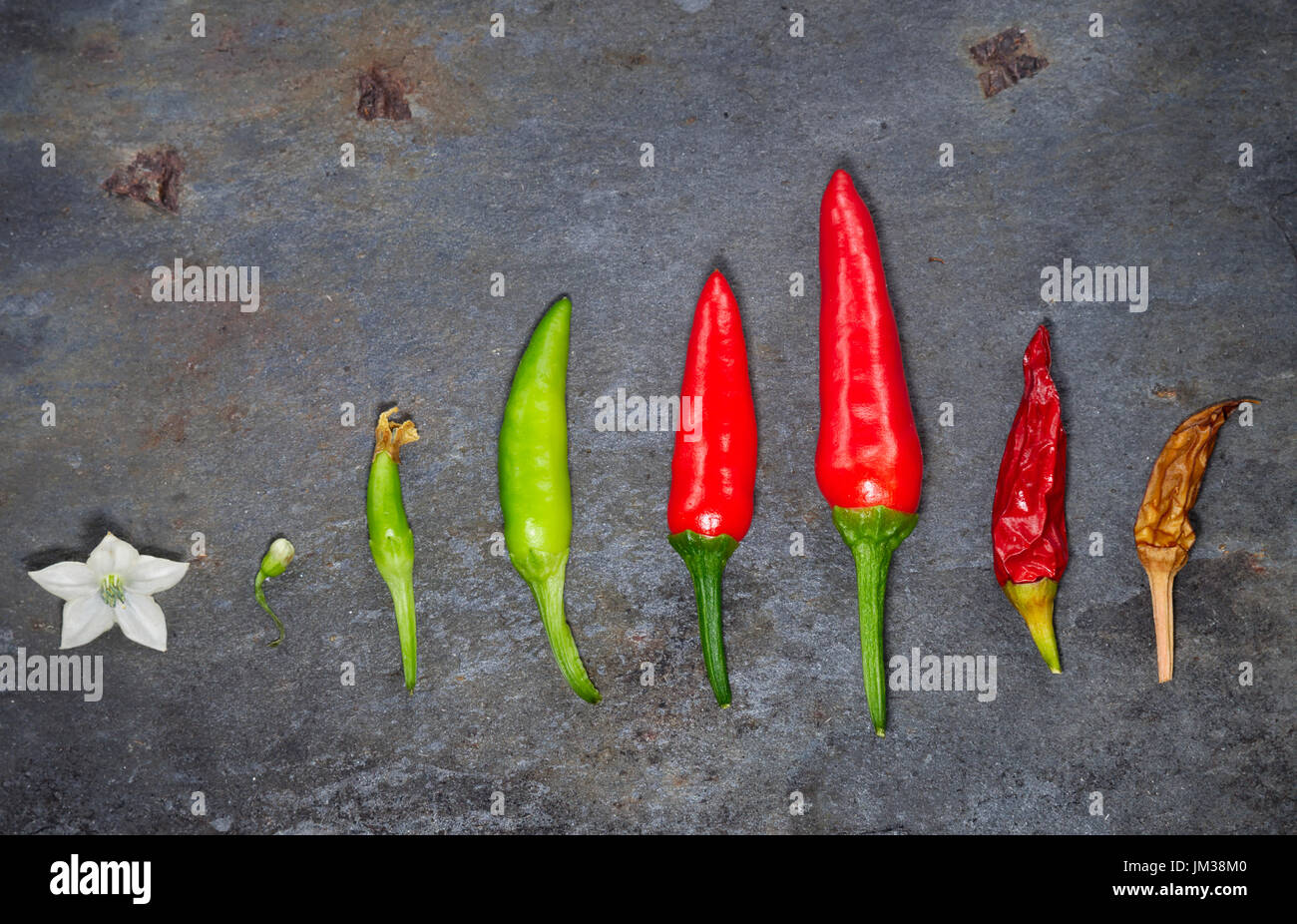 A chili flower and fruits in various stages of development from green ...
