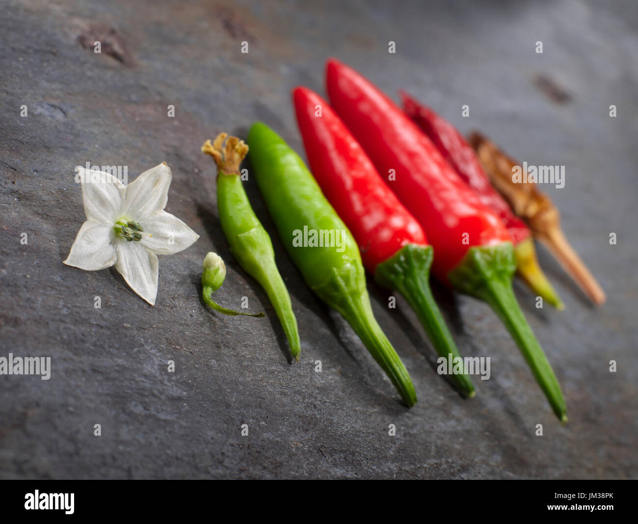 A chili flower and fruits in various stages of development from green ...