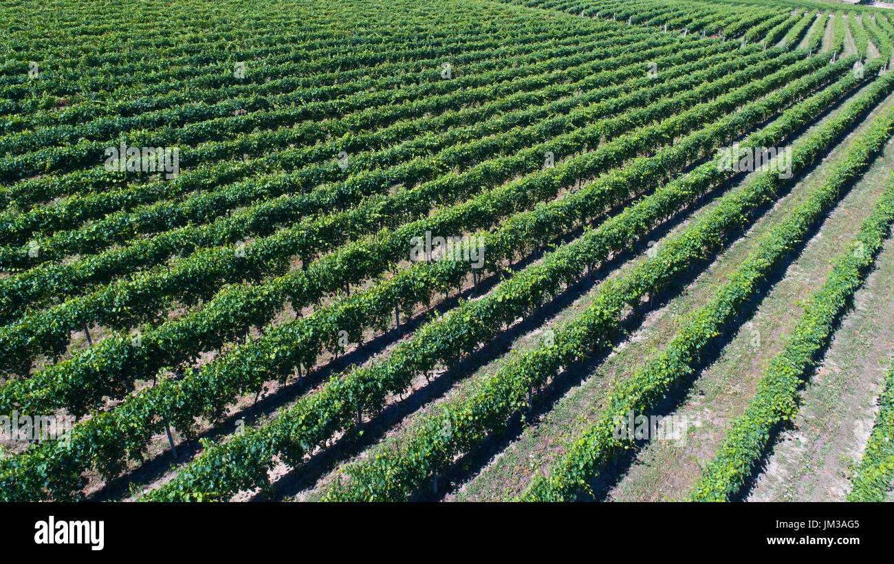 View from a drone of vineyards in the Monferrato territory Unesco World Heritage, Piedmont,Italy Stock Photo