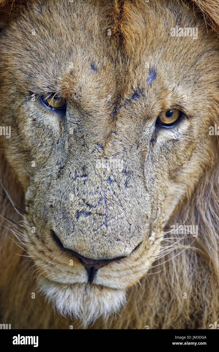 African lion - Panthera leo Stock Photo - Alamy
