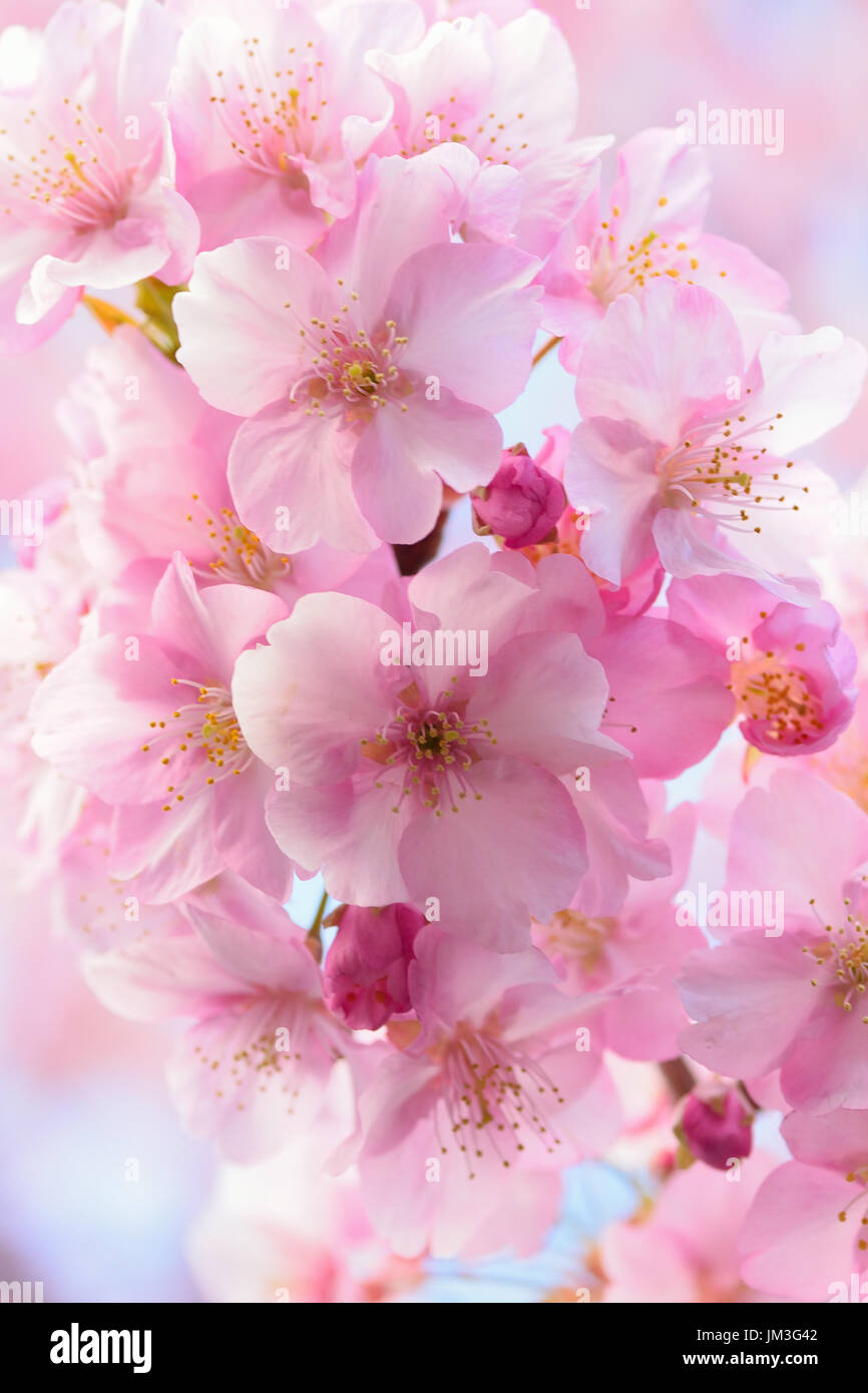 Macro details of Japanese Pink cherry Blossoms in vertical frame