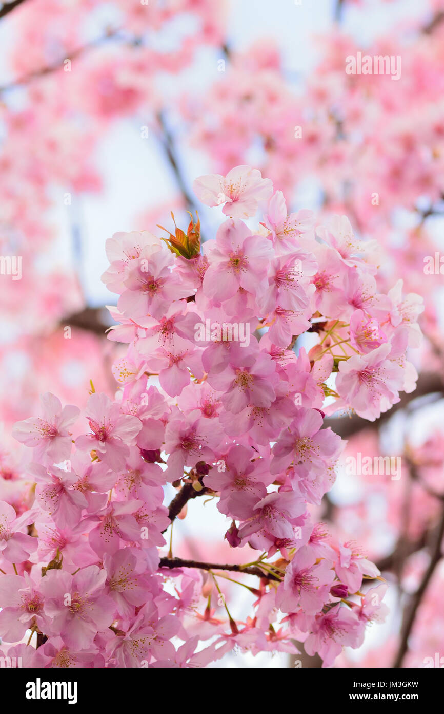 Macro details of Japanese Pink cherry Blossoms in vertical frame